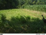 6-28-12 094 poults.jpg