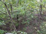 IMG_20181019_171324.jpg