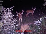 deer2012 005.jpg