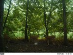 7 deer was at least 8 663.jpg