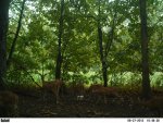7 deer 657.jpg