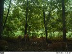 7 deer 658.jpg