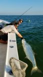 Tarpon.jpeg