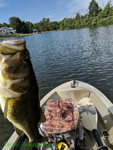 Bass 3.jpg