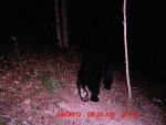 black bear 2.JPG