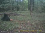 bear7.jpg