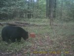 bear2.jpg