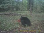 bear3.jpg