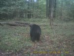 bear5.jpg