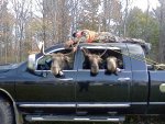 moose.jpg