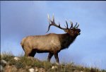 bull_elk-6.JPG