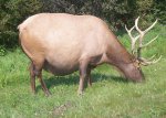 Fat_elk_by_Soobel.jpg