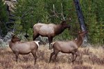 elk.jpg