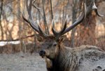 IMG_8278+bull+elk+kz2.jpg