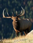 rocky-mountain-bull-elk-bugling-gary-langley.jpg