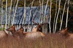 elk-herd-at-lost-valley-campground-michael-dougherty.jpg