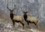 elk-in-kentucky.jpg
