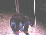 big bear.jpg