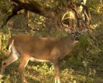 deer-hunting-athens-county_-ohio-800x800.jpg