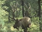 biglive-elk07-1.jpg