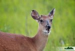 button-buck.jpg