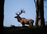 goldfingers_whitetails_15.jpg