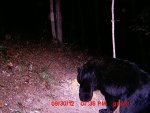 bear 3.JPG