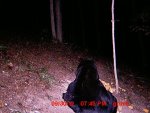 bear 4.JPG