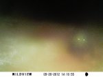 blurry bear 13.JPG