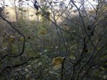 IMG_20121005_085250.jpg