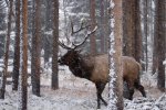 rocky-mountain-elk-during-winter_10619.jpg