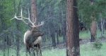 Elk+Hunt+Arizona+With+Colburn+and+Scott+Outfitters+5.jpg