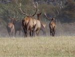 Gary+Mullard+SC+elk+022.jpg