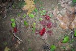 Blood Trail 1.jpg