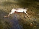 Piney Creek Runs Red.jpg