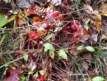 IMG_20121008_095140.jpg