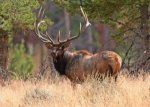 bull-elk-300x213.jpg