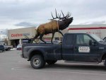 CRESTON_ELK_TRUCK.JPG