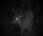 Big.Boy.Buck.Aug.2019.jpg