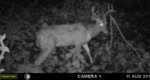 Big 11 Pt Buck.Aug.2019.jpg