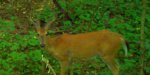6 Pt Buck.TC.08.06.19.jpg