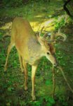 Big 7 Pt Buck.Aug.2019.2.jpg