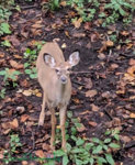 fawn 1.jpg