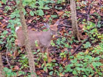 fawn 6.jpg