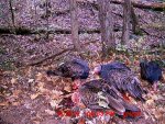 buzzards gut pile.JPG