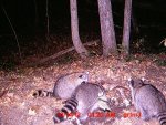 coons gut pile.JPG