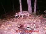 coyote 2 gut pile.JPG
