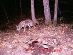 coyote gut pile.JPG