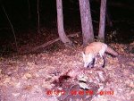 fox 2 gut pile.JPG