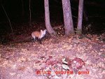 fox gut pile.JPG